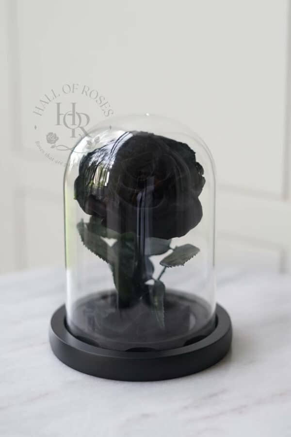 Belle Rose (Preserved Rose) - Image 8