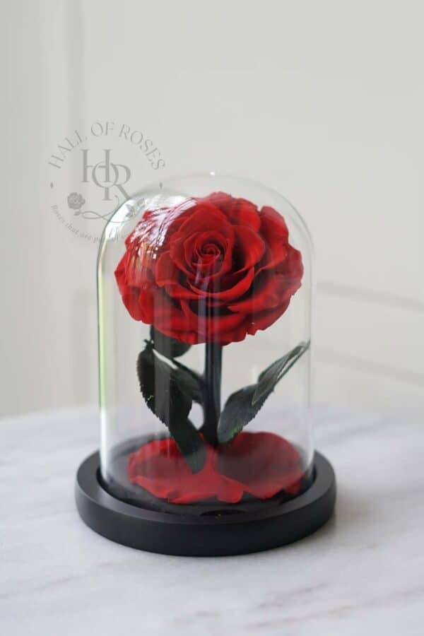 Belle Rose (Preserved Rose)