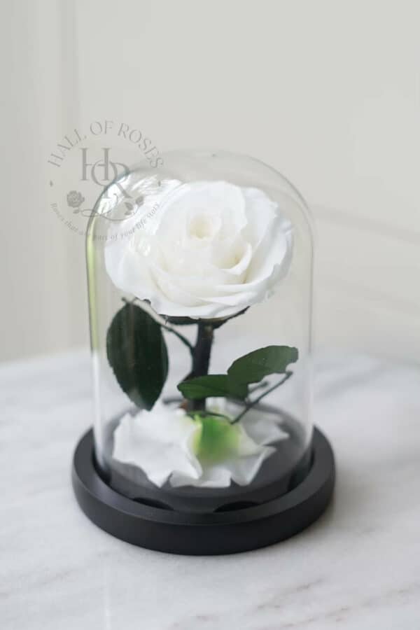 Belle Rose (Preserved Rose) - Image 6