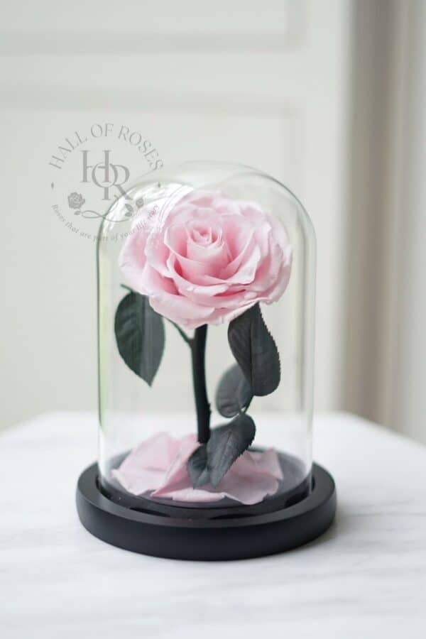 Belle Rose (Preserved Rose) - Image 5